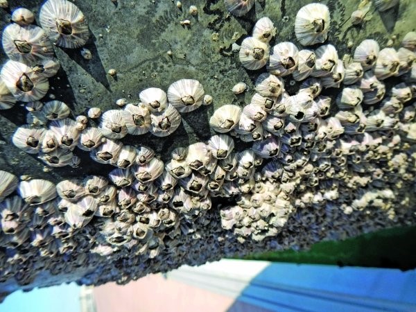 Ученые Омана сообщили об успешном исходе эксперимента