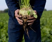 Продукты отходов сахарной свеклы могут использоваться в здравоохранении, пищевой, лакокрасочной и строительной отраслях