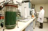 Возрастают поставки оригинального сырья Solazyme